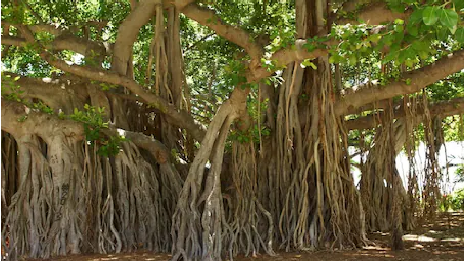 हिसार: बर्थडे के अगले दिन पेड़ से लटका मिला युवक का शव, पिता ने जताई हत्या की आशंका